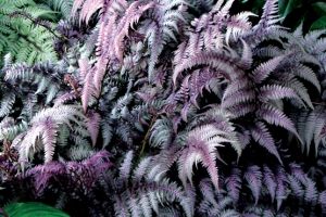 Fern Athyrium 'Burgundy Lace' 